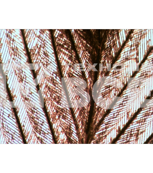 Набор микропрепаратов Levenhuk N10 NG