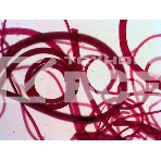 Набор микропрепаратов Levenhuk N10 NG, фото9