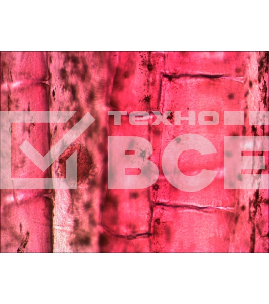 Набор микропрепаратов Levenhuk N10 NG