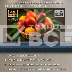 Телевизор Harper 65Q770TS 4K UHD SMART TV, фото6