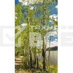 Электрообогреватель бытовой настенный ДЫХАНИЕ ТЕПЛА (рис. Березовый берег) Артикул 20с455, фото 1