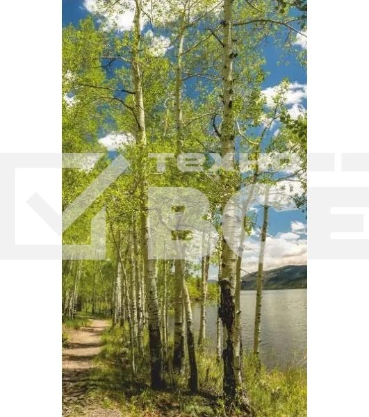 Электрообогреватель бытовой настенный ДЫХАНИЕ ТЕПЛА (рис. Березовый берег) Артикул 20с455