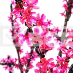 Светодиодное дерево Neon-night Сакура, высота 1,5м, диаметр кроны 1,8м, розовые светодиоды, IP65, понижающий трансформатор в комплекте, фото2