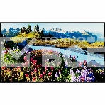 Телевизор Thomson 50