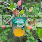 Ловушка для ос на солнечной батарее Rexant, фото2