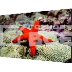 Экран LCD Hikvision DS-D2055LR-G 55