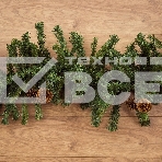 Еловый шлейф 2,7 м  с шишками, объем 36 см, фото 1
