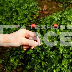 Капельница Deko DKI1 (065-0895), фото2