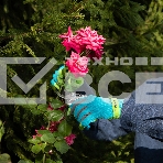 Перчатки садовые с удлиненной манжетой, размер 7, Luxe Palisad, фото6