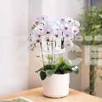 Светильник фито Cactus GARDEN светод. 7.5Вт цв.св.:белый (CS-LED-ORCHID), фото6