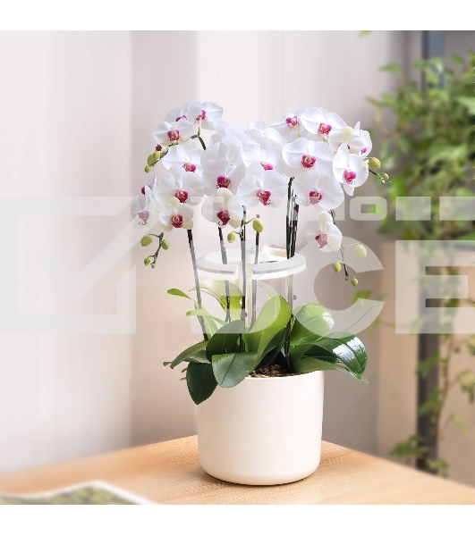 Светильник фито Cactus GARDEN светод. 7.5Вт цв.св.:белый (CS-LED-ORCHID)